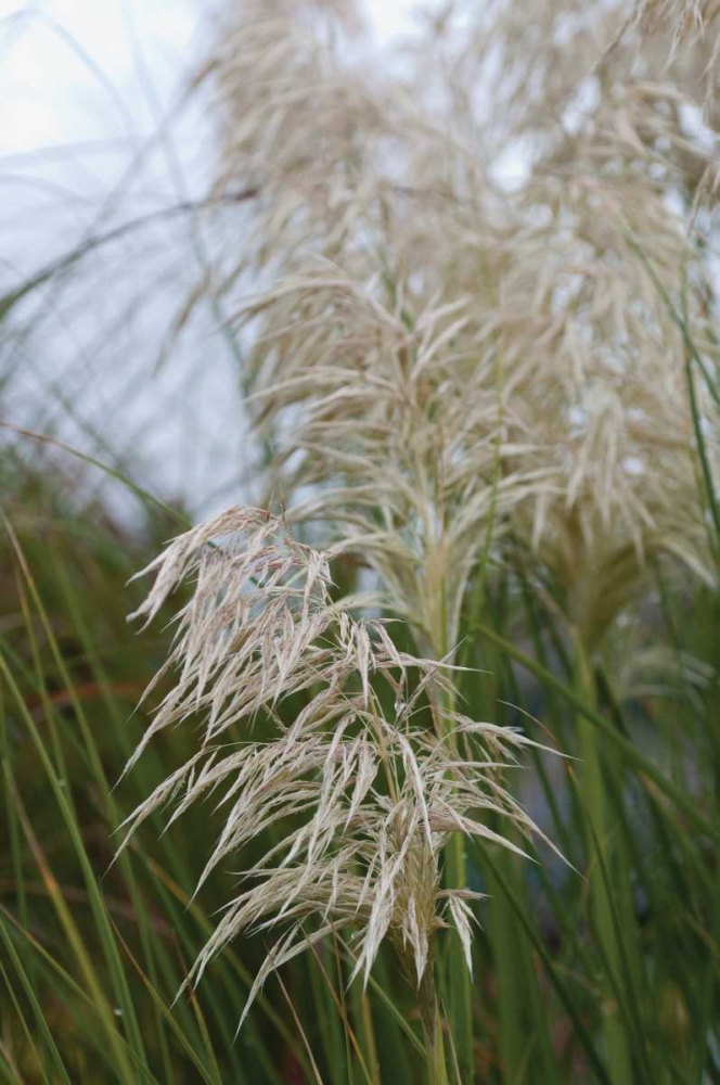 Native Grass II