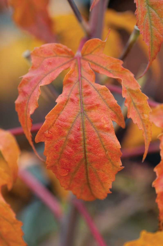 Orange Leaves I