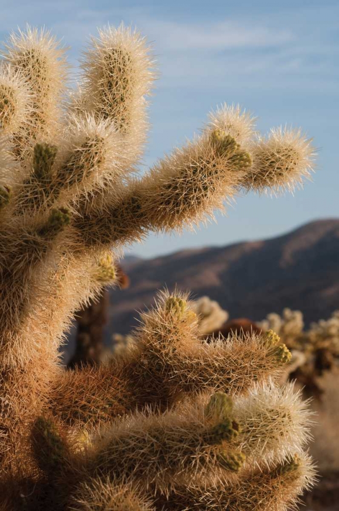Cholla Cactus I