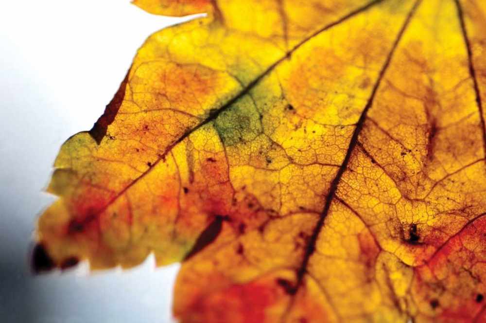 Autumn Colors I