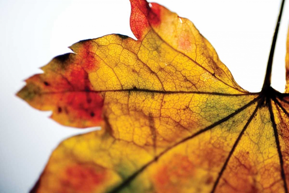 Autumn Colors II