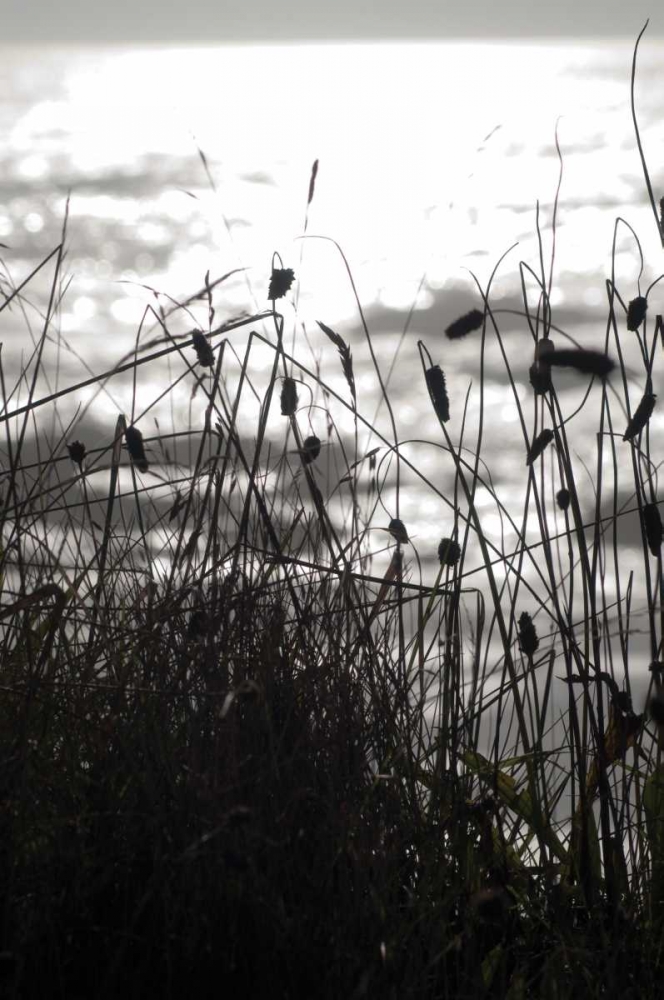 Coastal Grass II