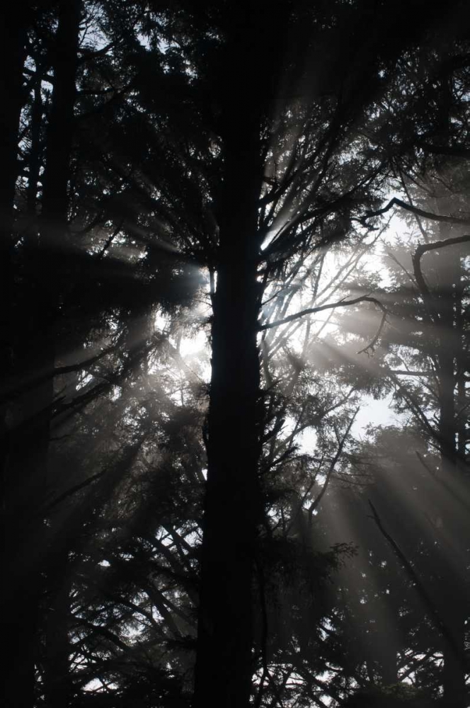 Light and Shadows I