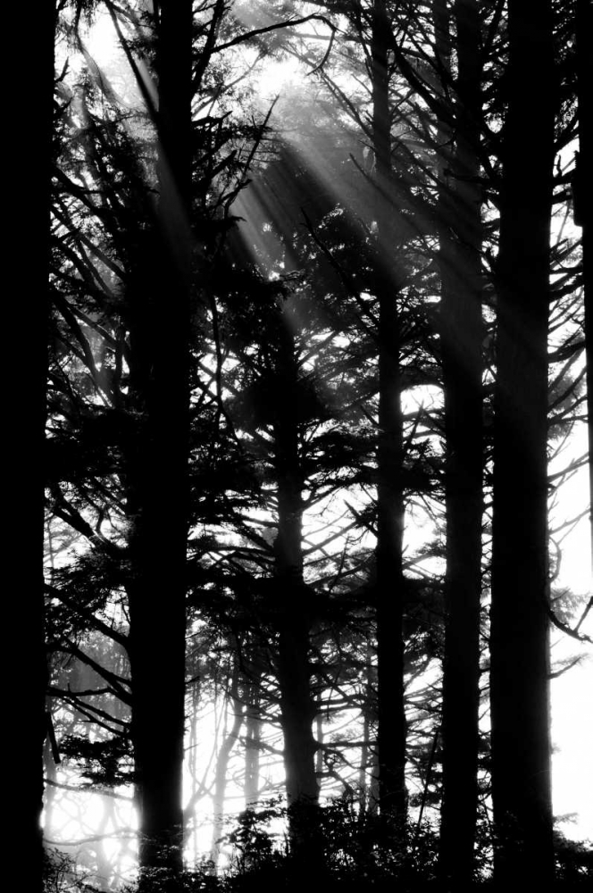 Light and Shadows II