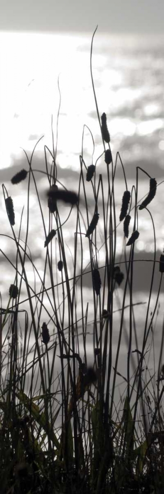 Coastal Grass Panel I