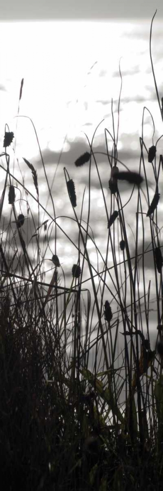 Coastal Grass Panel II