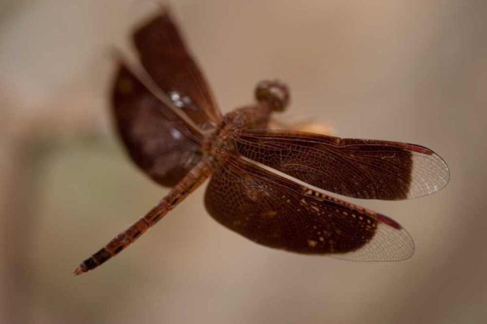 Dragonfly I