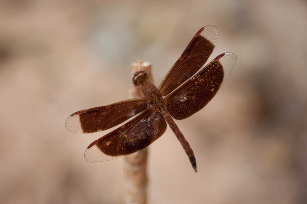Dragonfly II