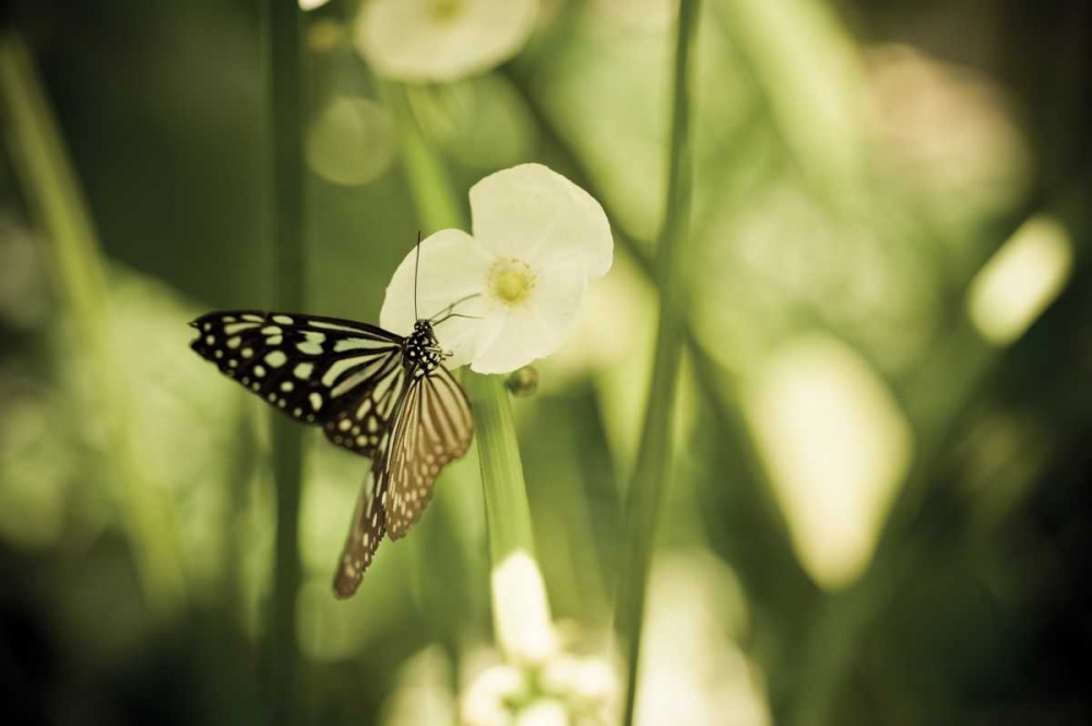 Butterfly I