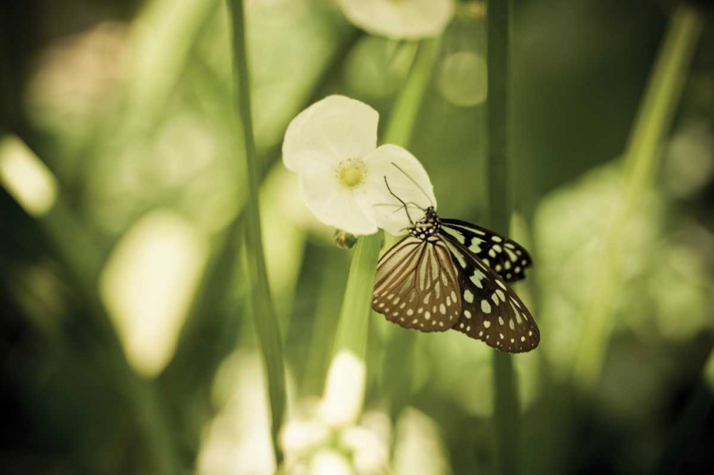 Butterfly II