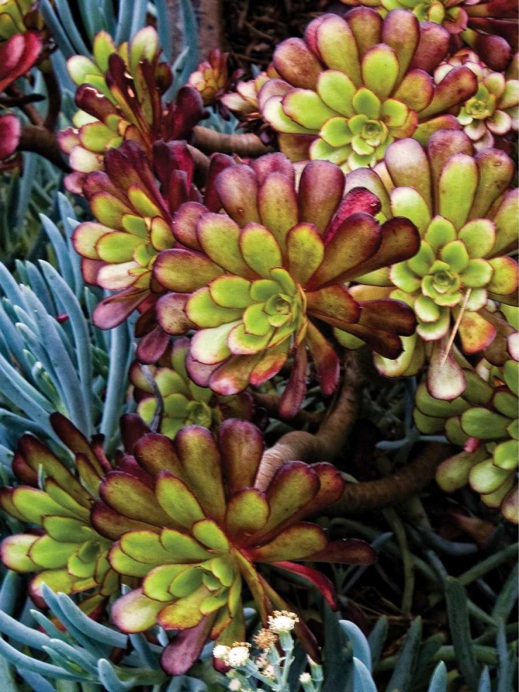 Garden Glimpse I