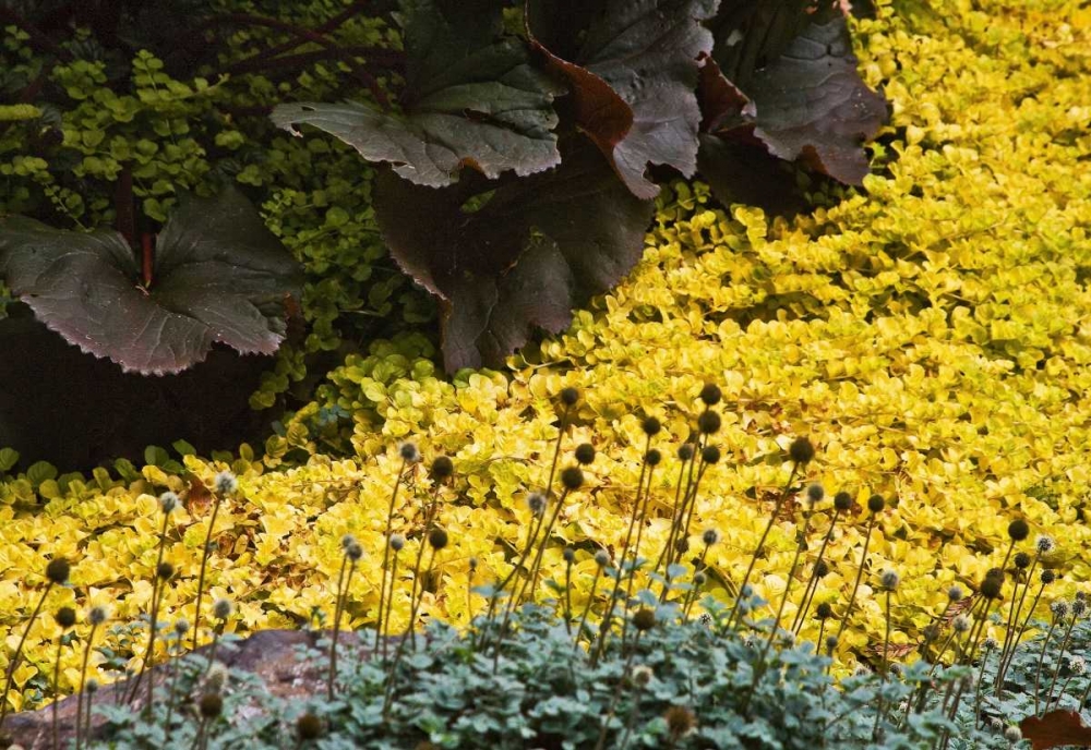 Garden Glimpse III