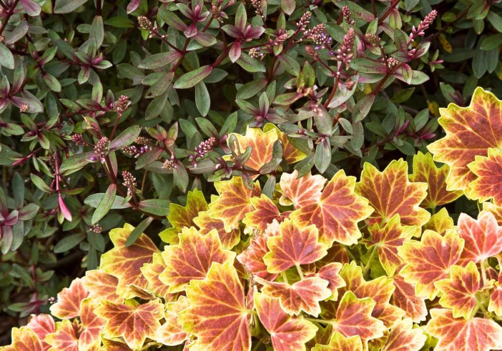Garden Glimpse IX