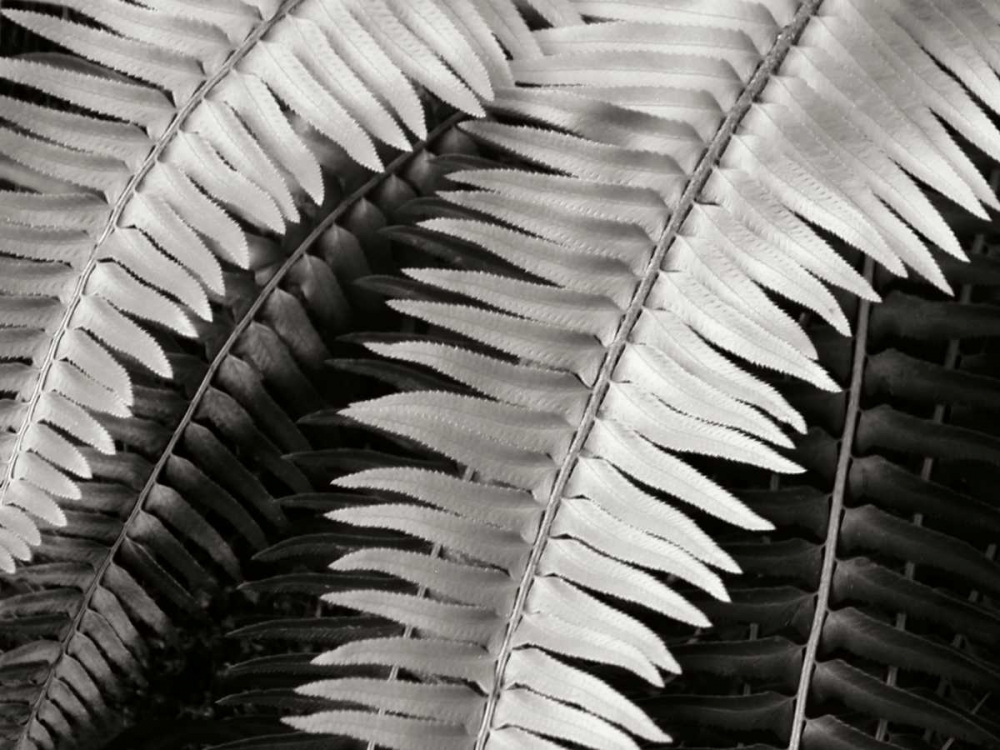 Fern I