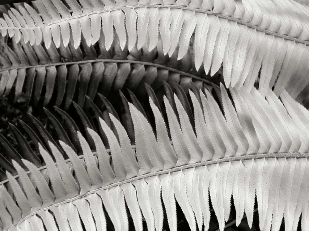 Fern II