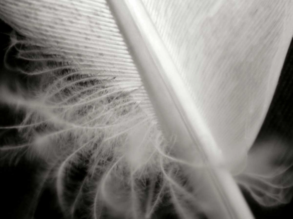 Feather I