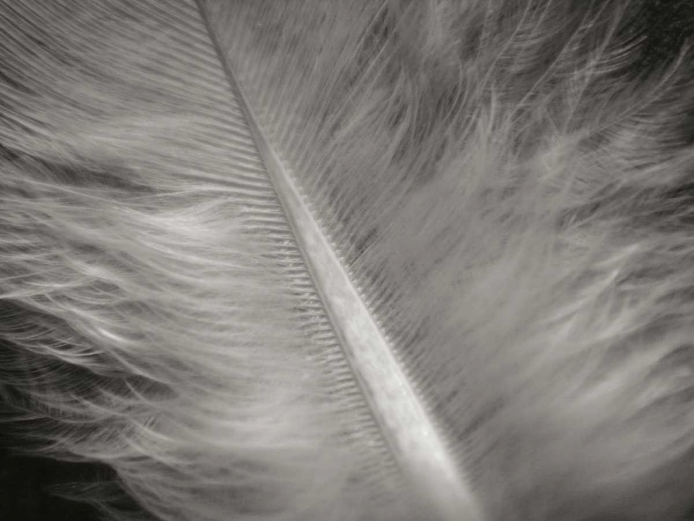 Feather II