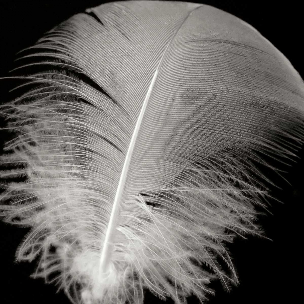 Feather III