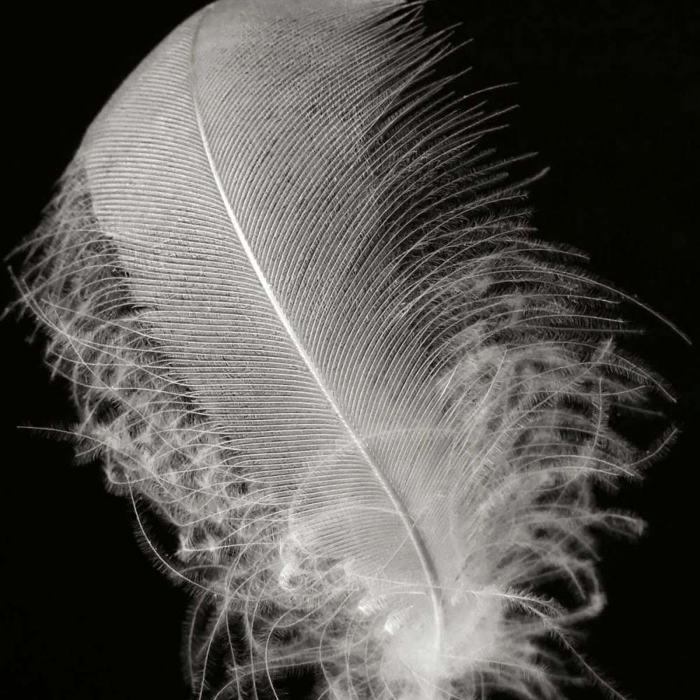 Feather IV