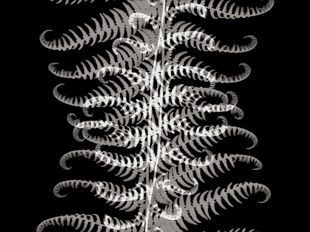 Ferns I