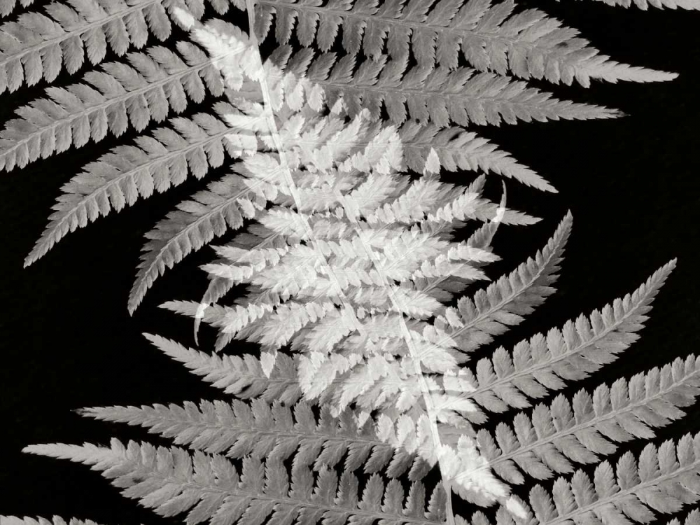 Ferns II