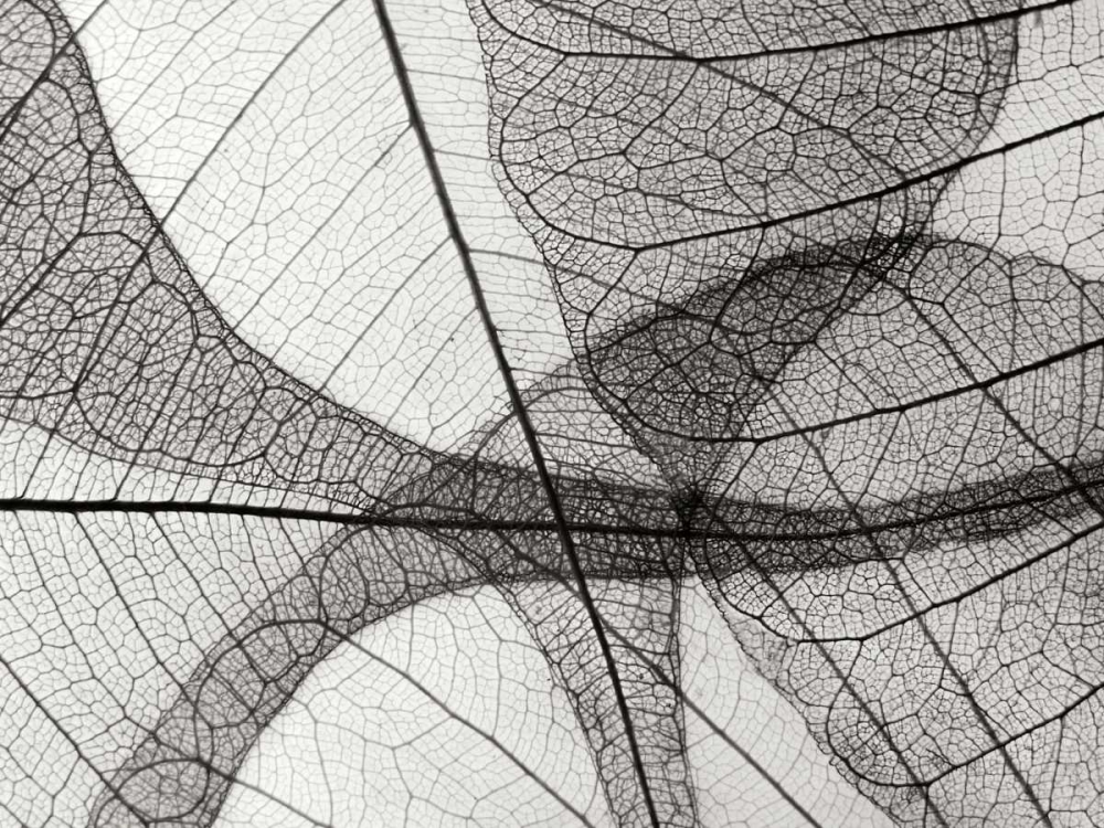 Leaf Designs I BW