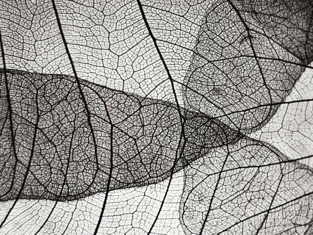 Leaf Designs II BW