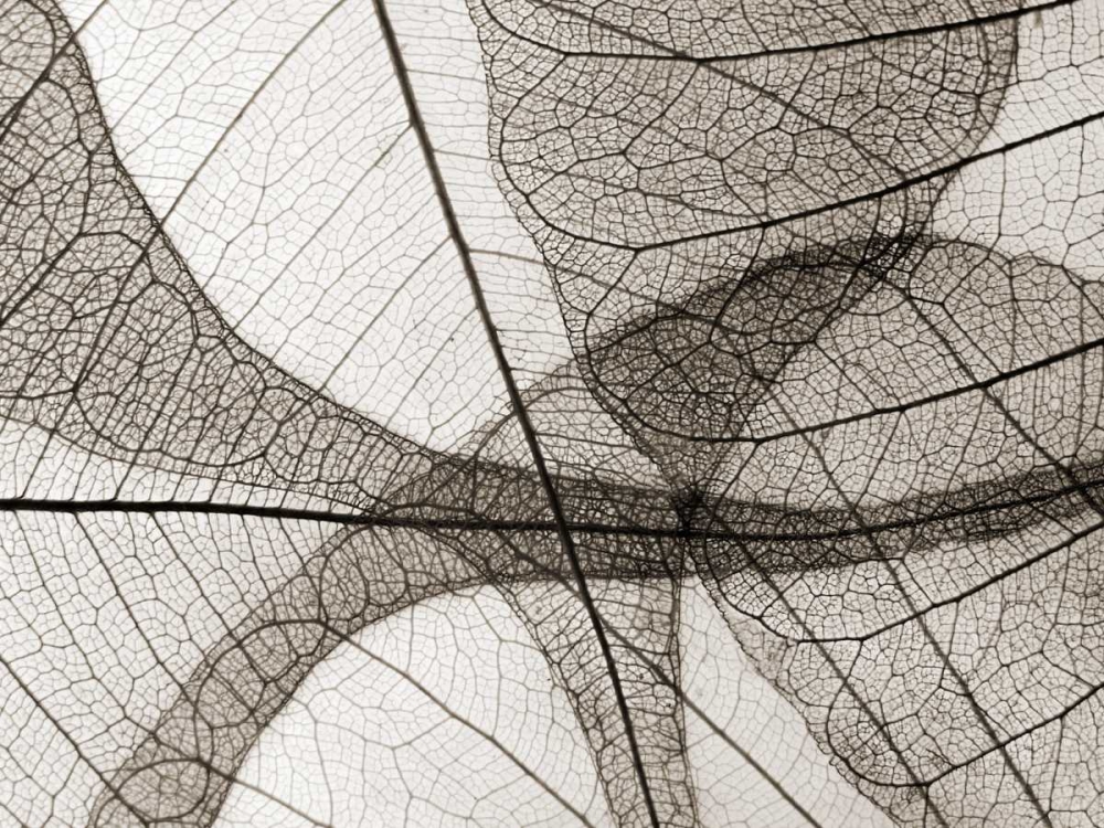 Leaf Designs I Sepia