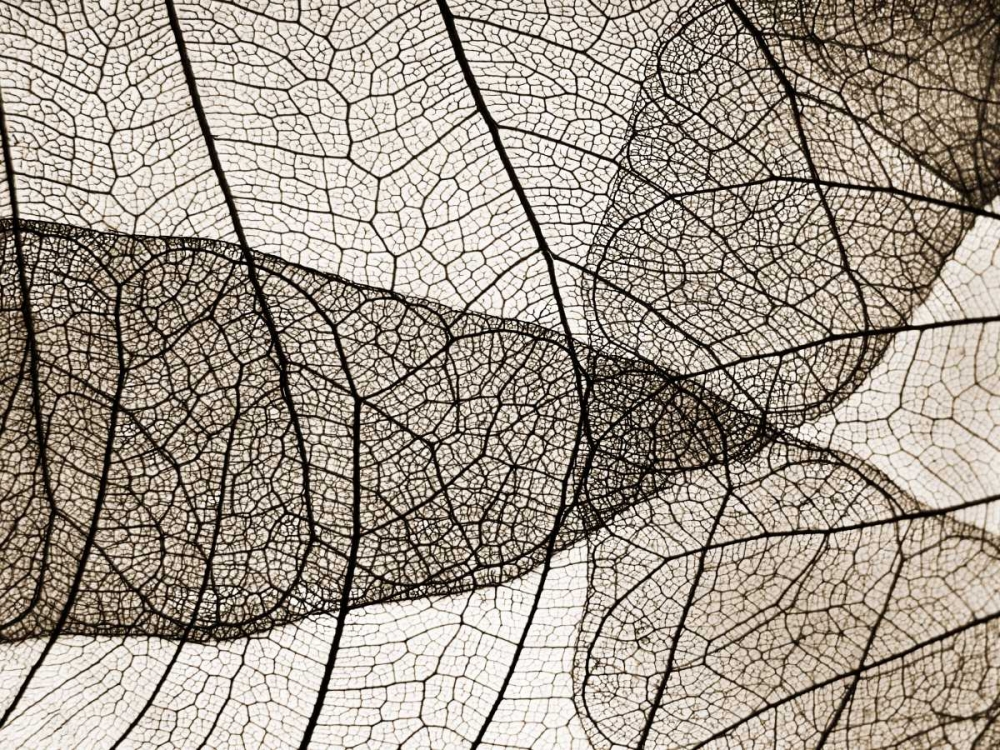 Leaf Designs II Sepia