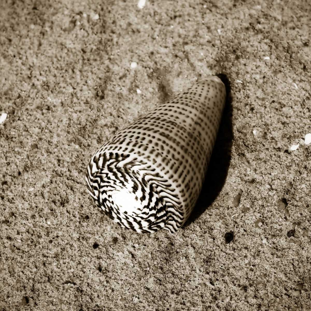 Seashells VI