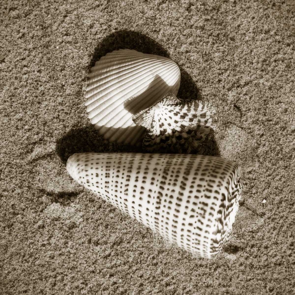 Seashells VII