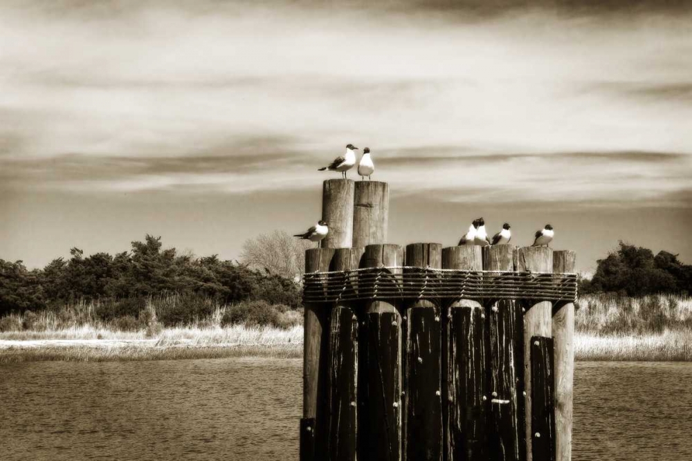 Pamlico Gulls II