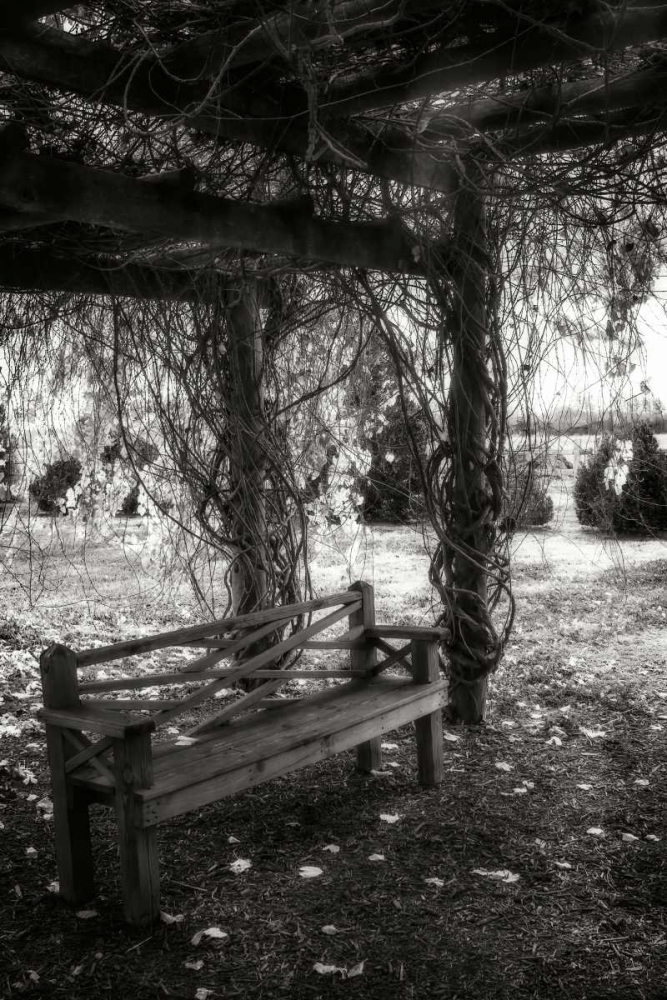 Winter Arbor I