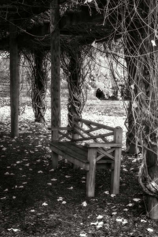 Winter Arbor II