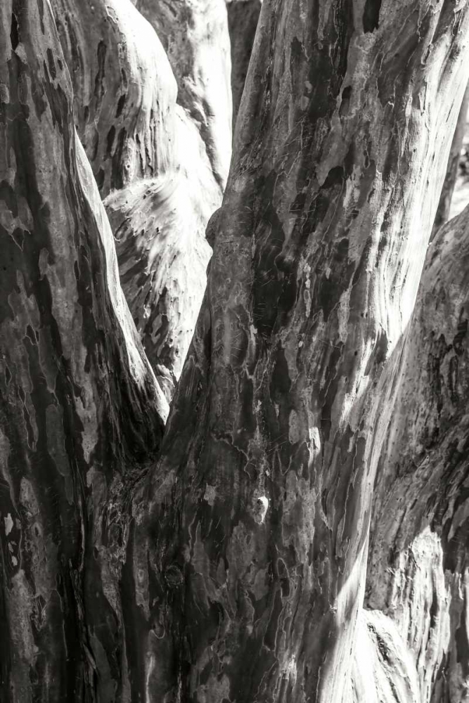 Shedded Bark I