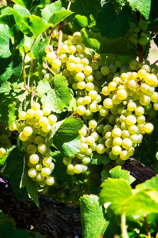 Sunny Vineyard I
