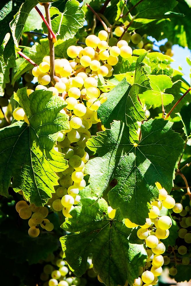 Sunny Vineyard II