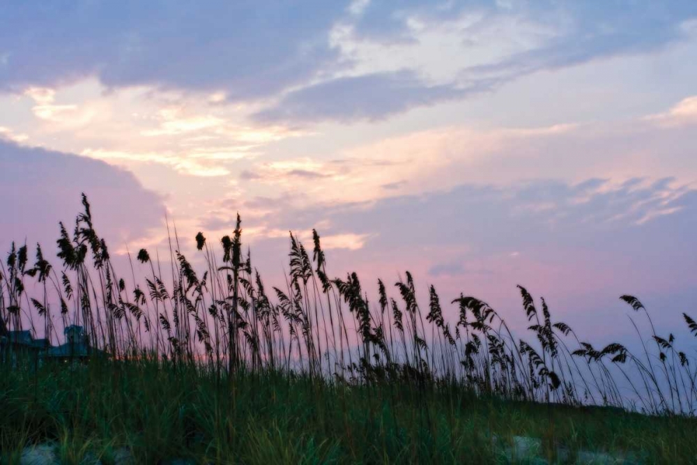 Sea Oats on Lavender I