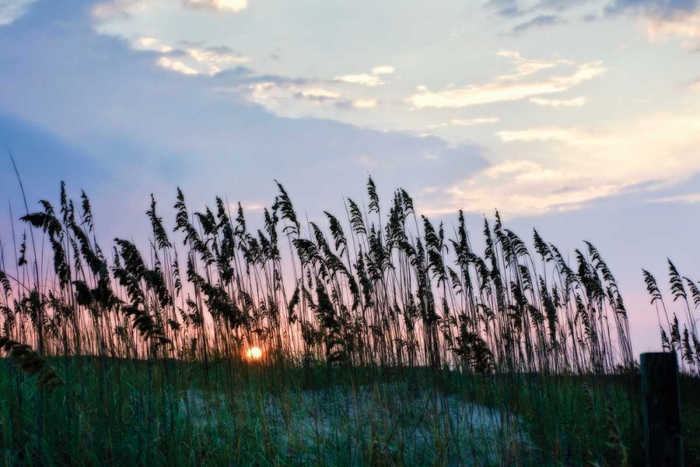 Sea Oats on Lavender II