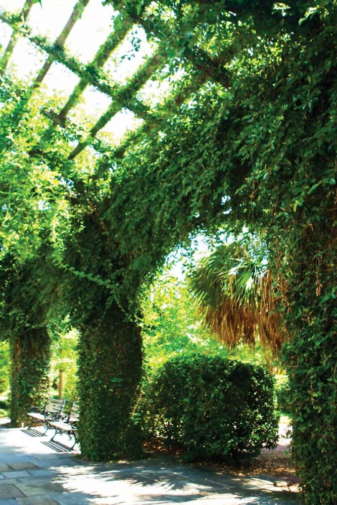 Ivy I