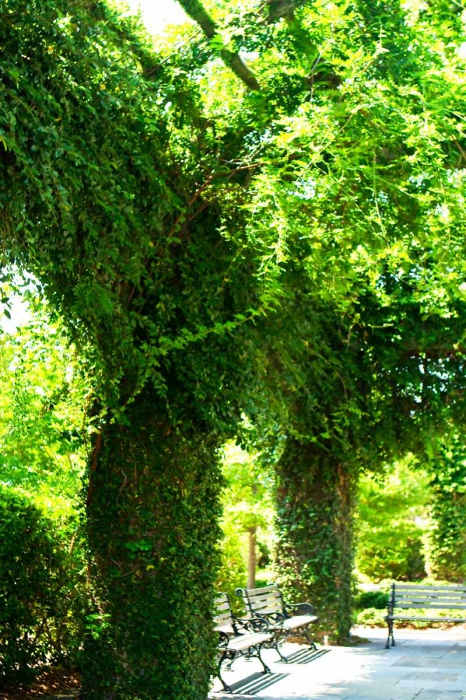 Ivy II