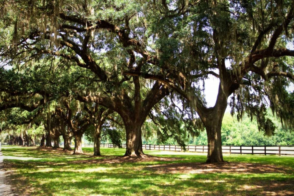 Charleston Oaks II