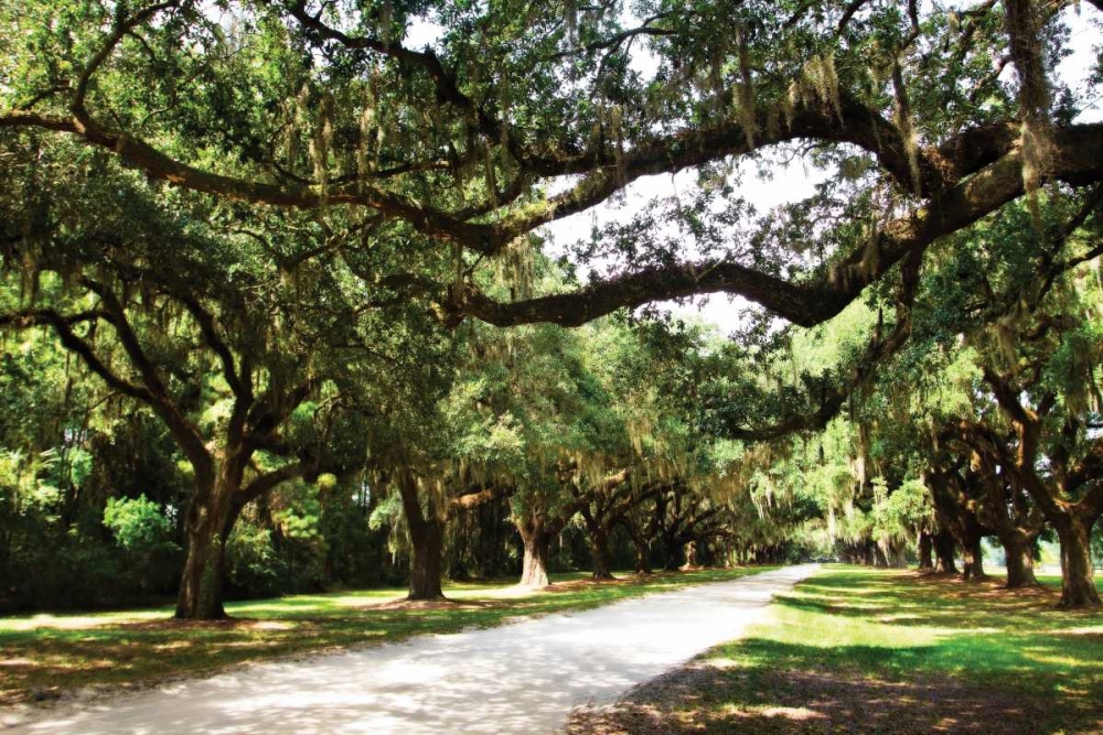 Charleston Oaks IV