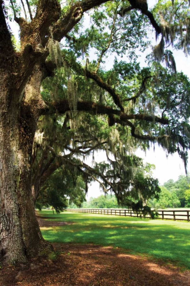 Charleston Oaks V