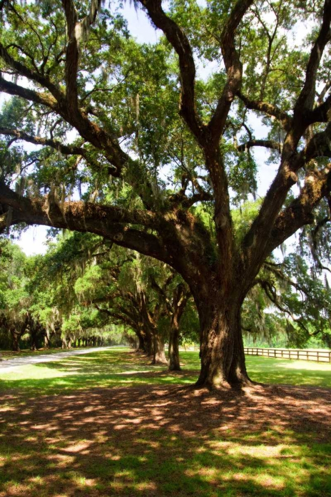 Charleston Oaks VI