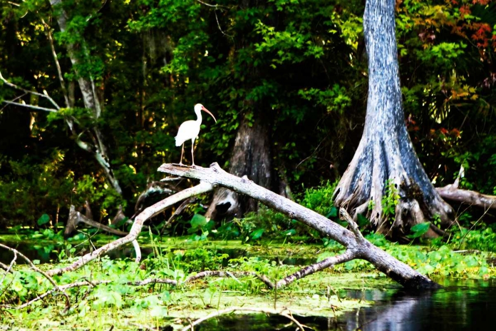 Ibis on a Limb