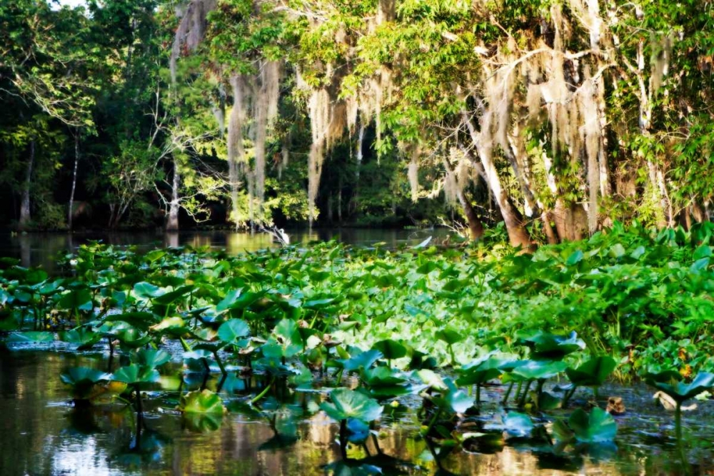 Water Lilies I