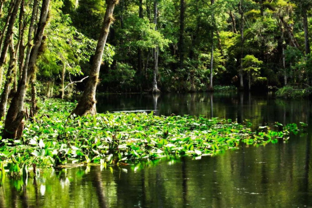 Water Lilies II