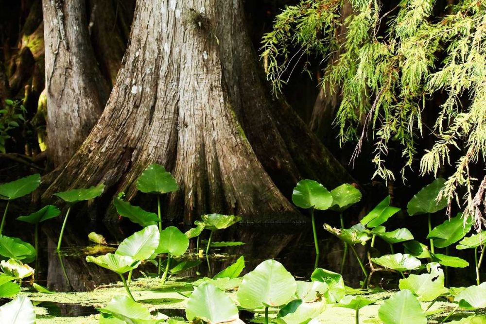 Cypress I