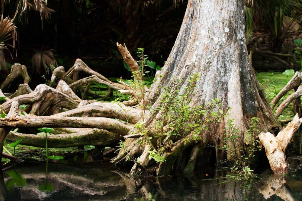 Cypress II